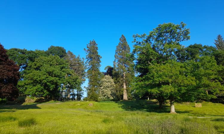 Link - Tree Management