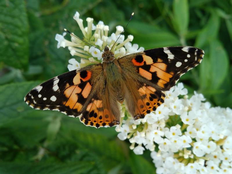 Photo - Photo - Butterfly.