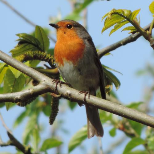 Photo - Robin